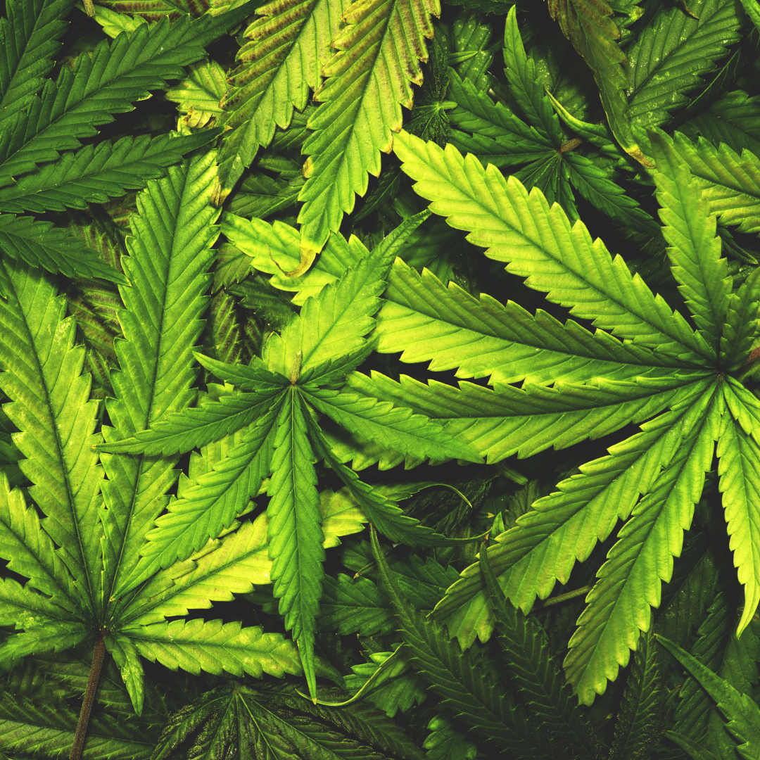 משחת שיניים אורגנית עם שמן זרעי קנאביס לחיזוק החניכיים